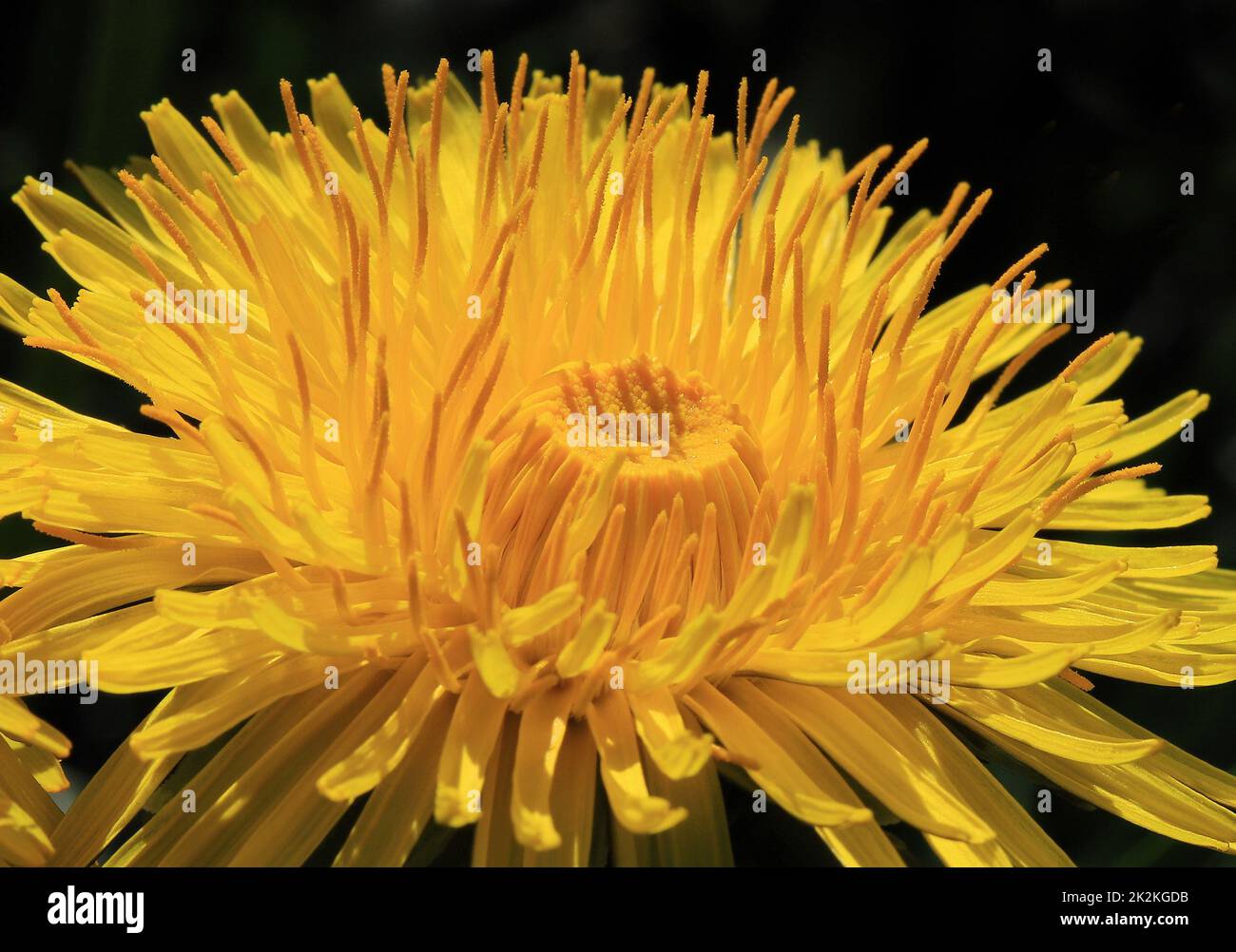 Dandelion, blossom in close up Stock Photo