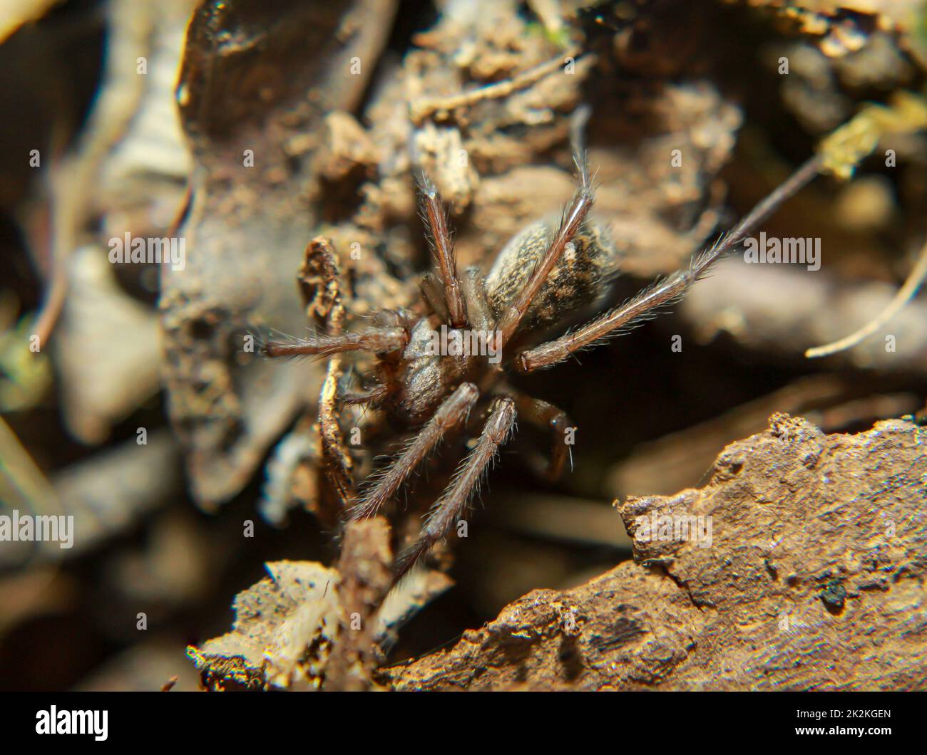 A closeup of a large angle spider. It belongs to the funnelweb spiders (Agelenidae Stock Photo