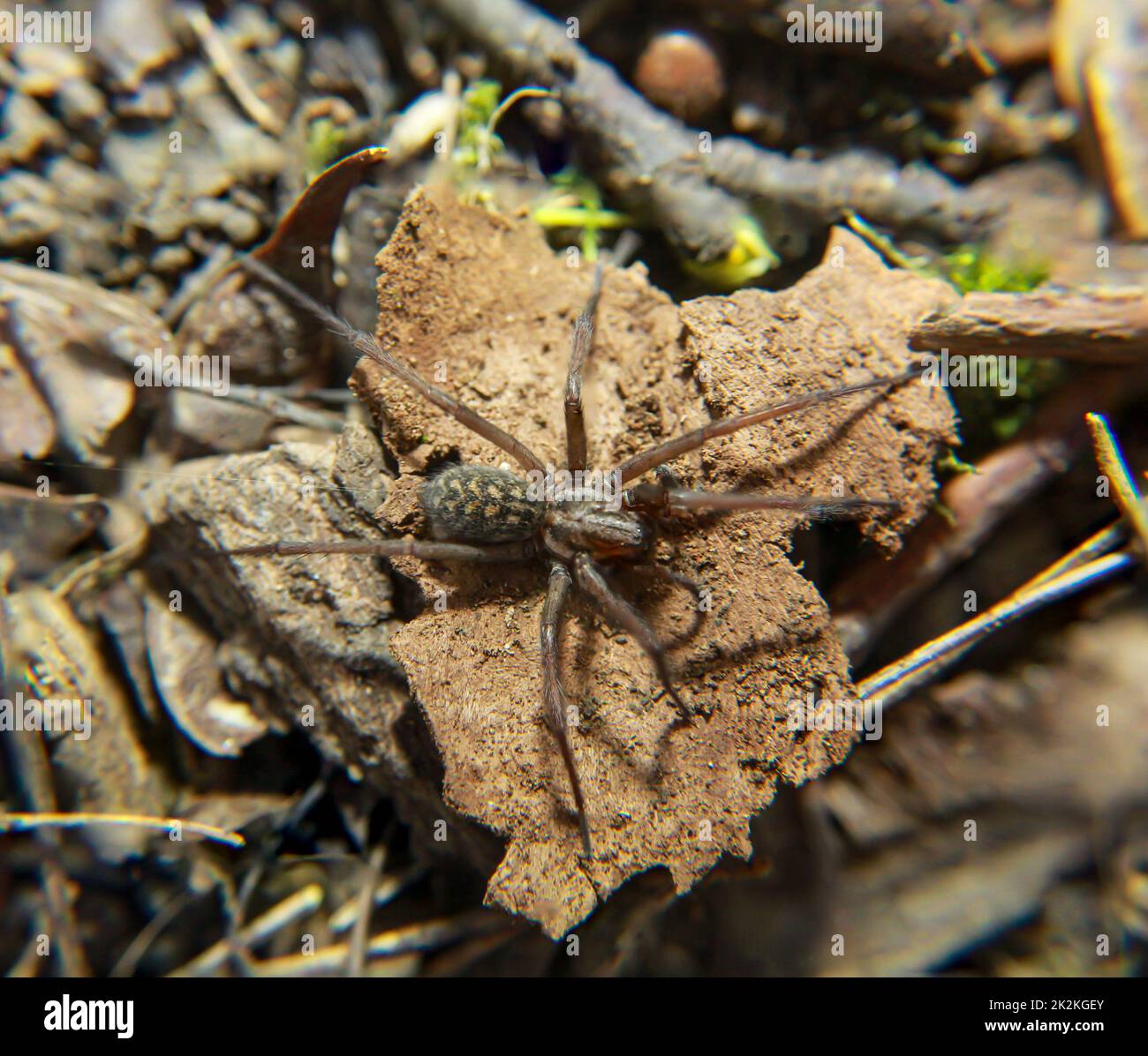 A closeup of a large angle spider. It belongs to the funnelweb spiders (Agelenidae Stock Photo