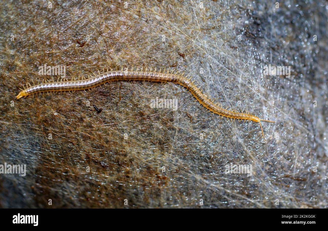 A close-up of a ground centipede, Geophilus carpophagus. Stock Photo