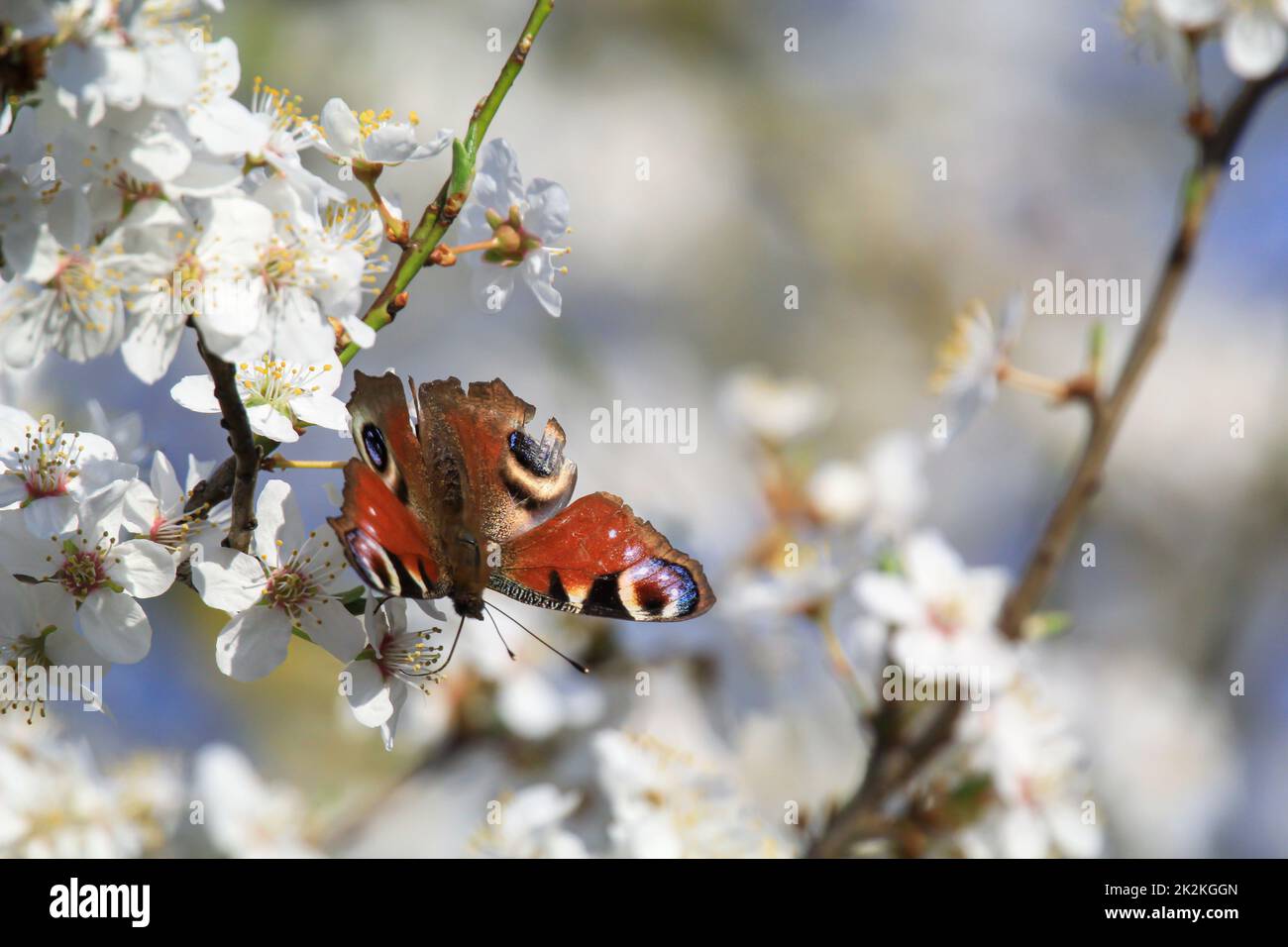 A peacock butterfly on the blossom of a fruit tree. Stock Photo