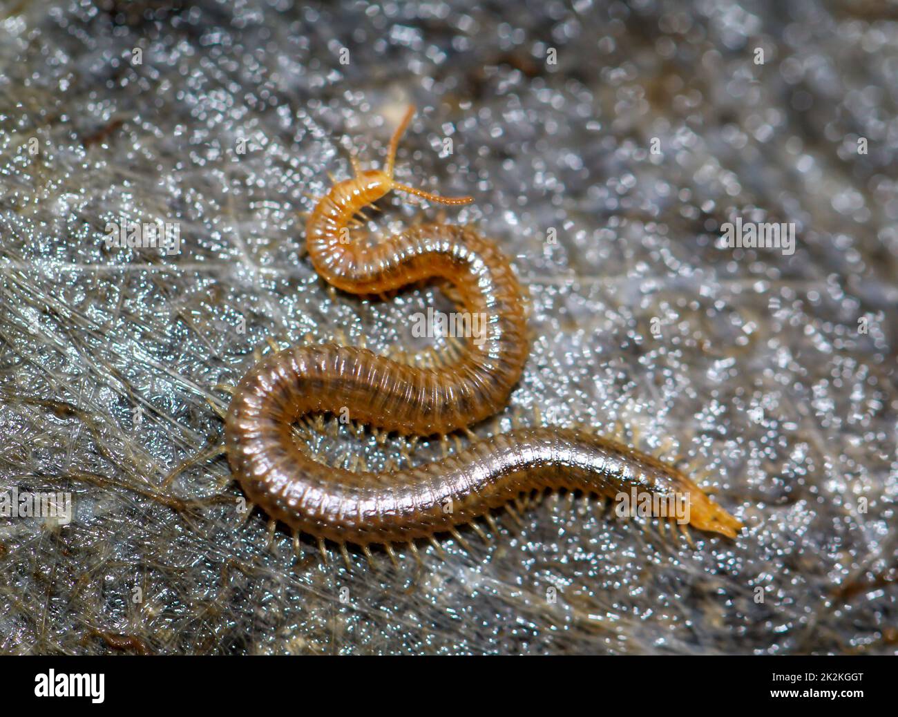 A close-up of a ground centipede, Geophilus carpophagus. Stock Photo