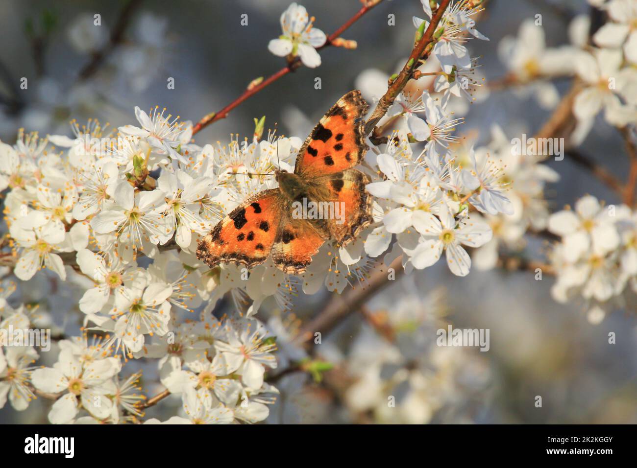The little fox butterfly on the flowers of a fruit tree. Stock Photo
