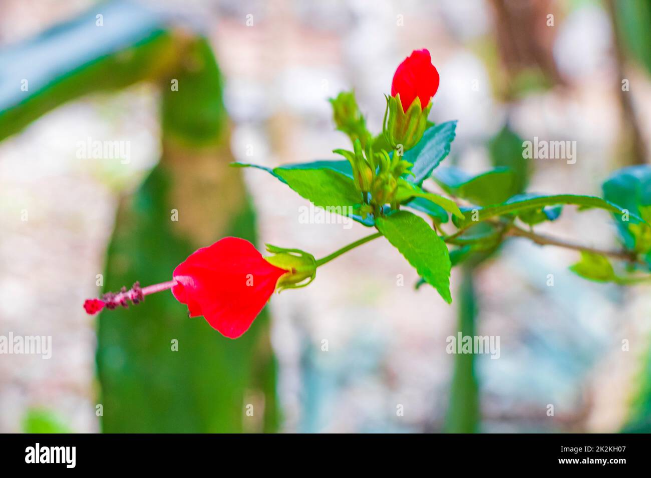 Tropical flowers plants natural jungle in Puerto Aventuras Mexico. Stock Photo