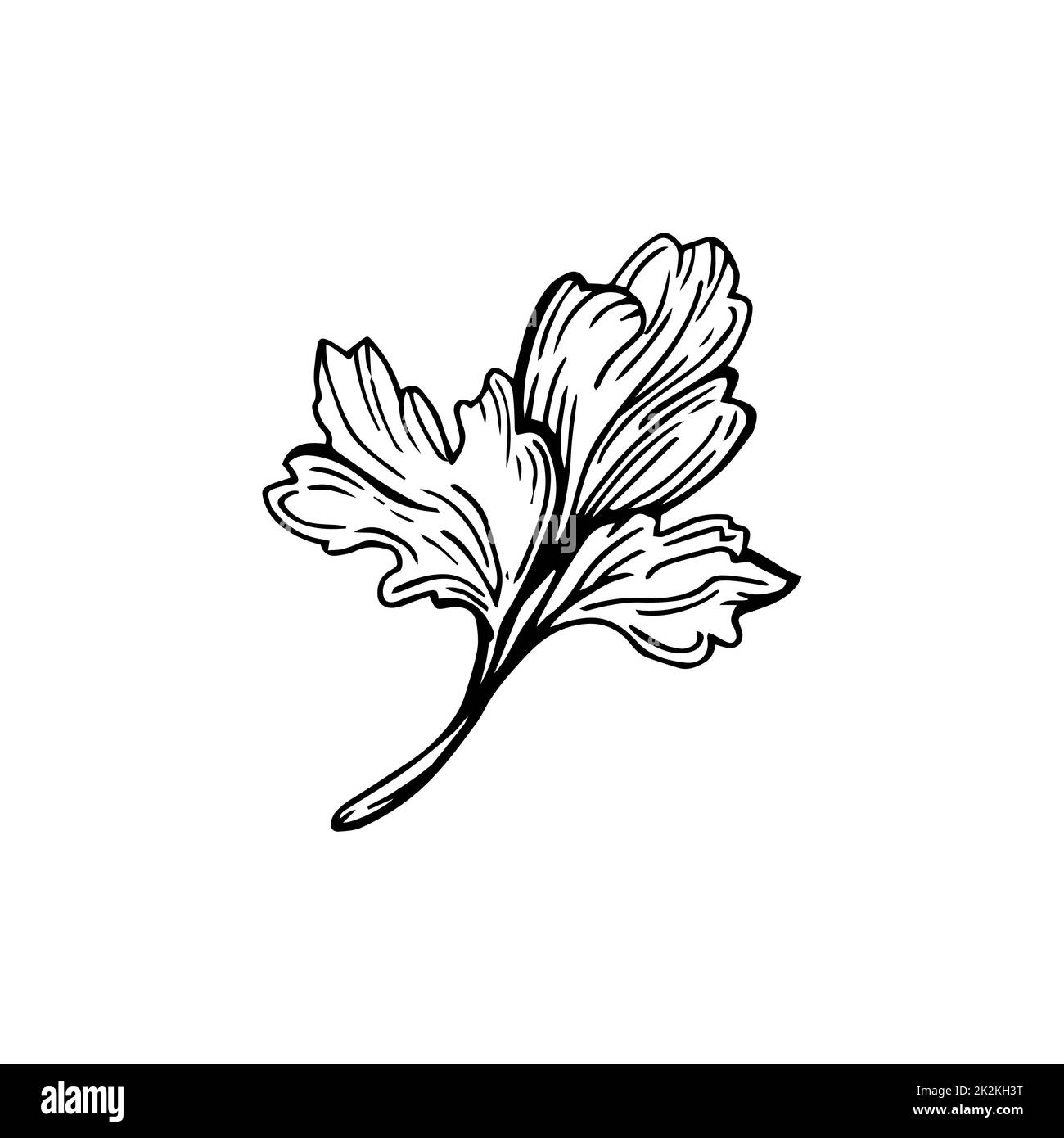 Parsley thin black lines on a white background - Vector Stock Photo