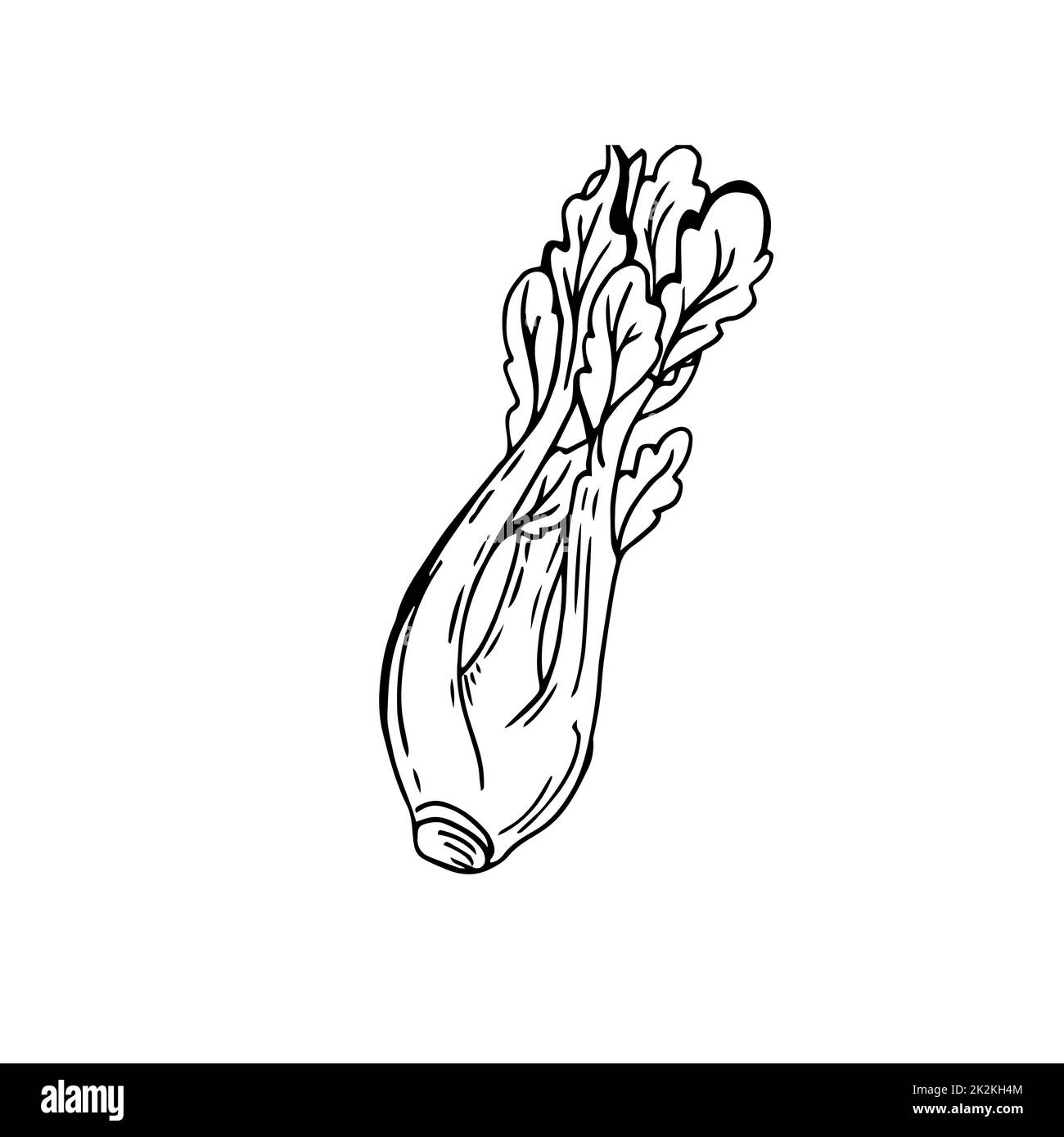 Black And White Celery