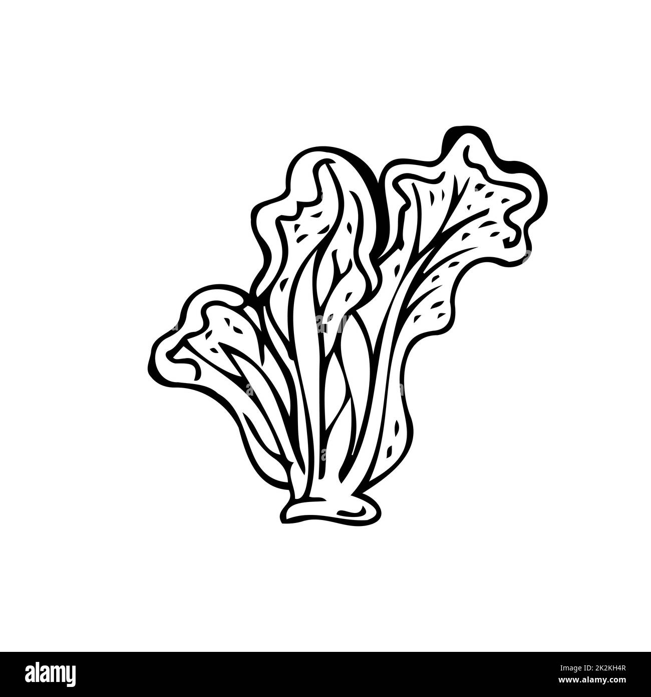 Lettuce leaves thin black lines on a white background - Vector Stock ...