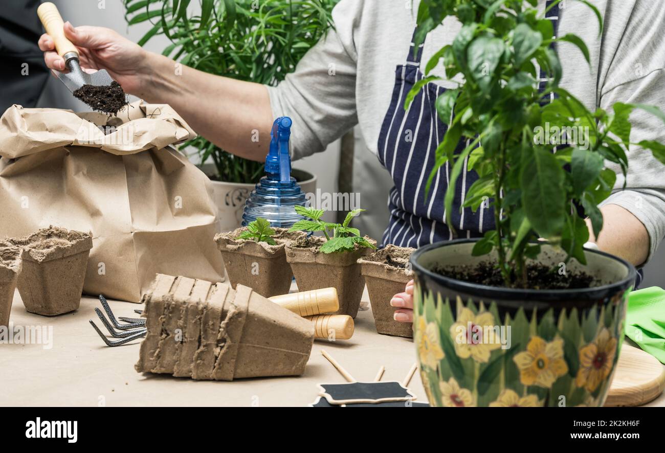 Woman filling paper cardboard cups with soil for planting seeds at home