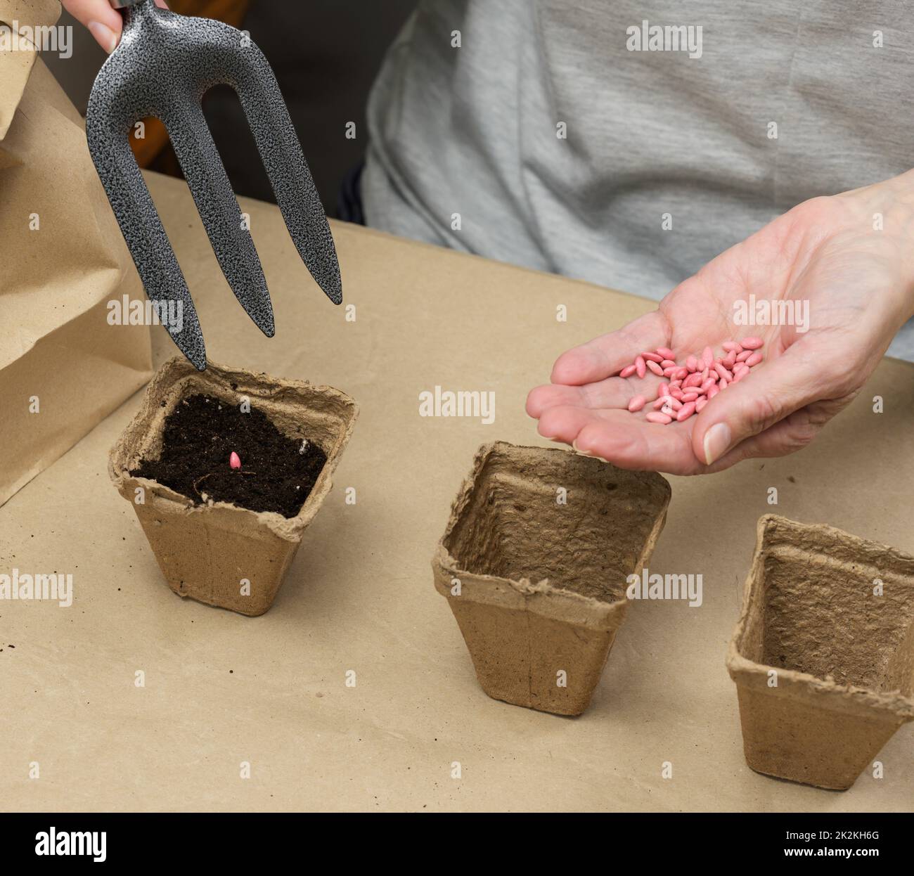 cucumber seeds in a female palm. Planting seeds in paper cardboard cup