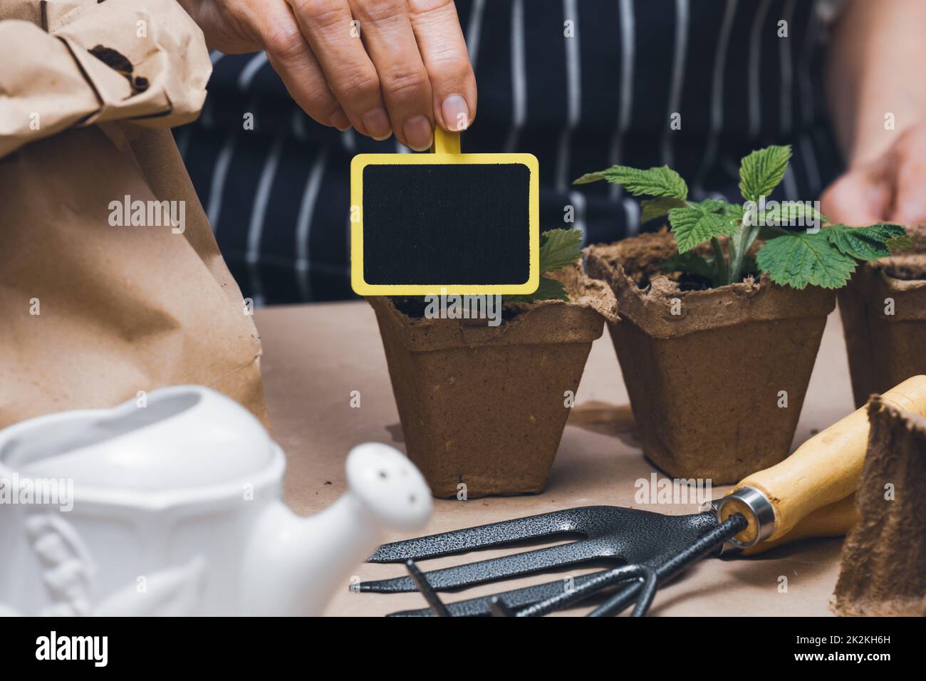 Woman at home is planting plants in a paper cup. Growing vegetables at