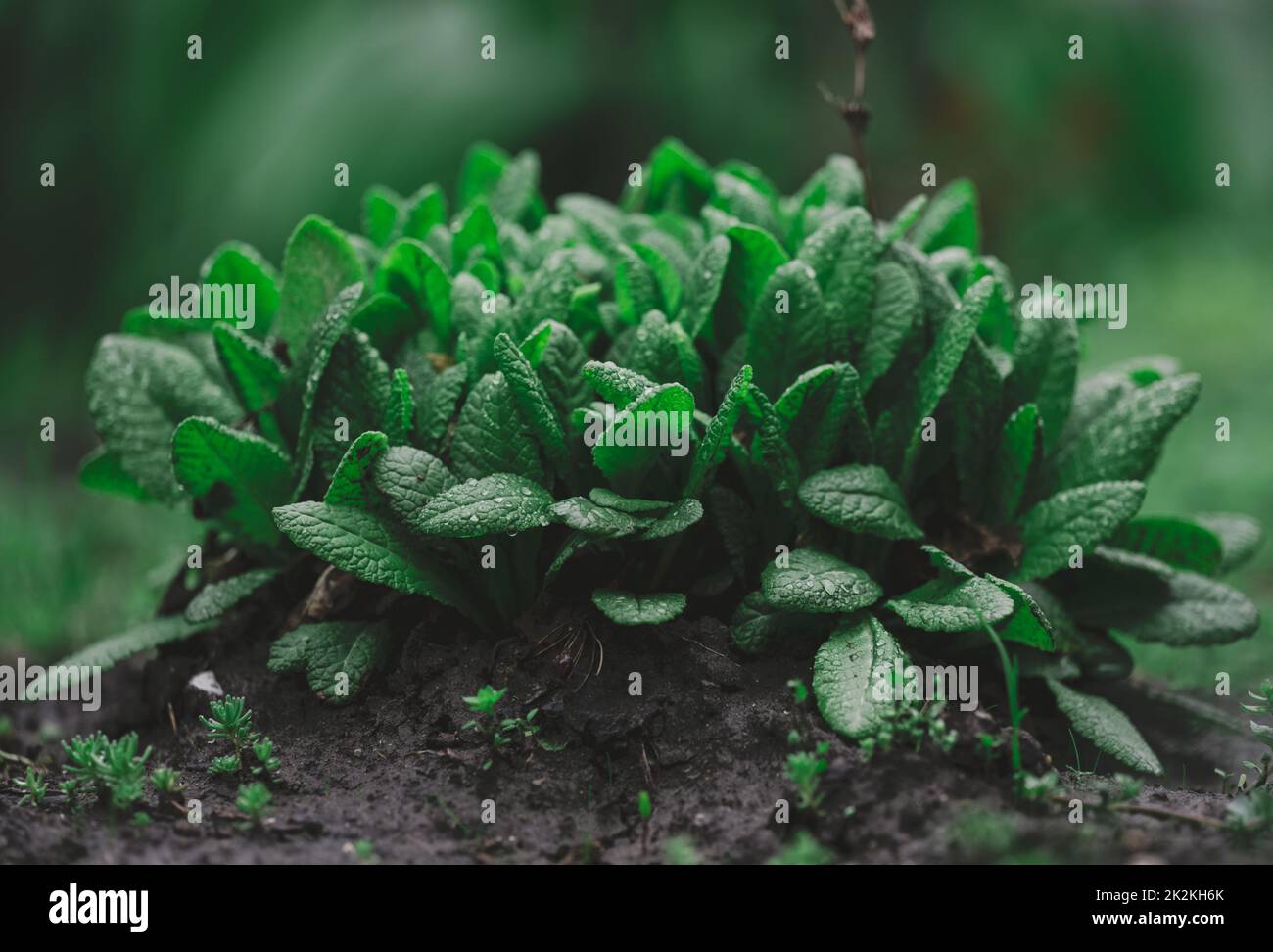 bush with large green leaves Primula acaulis in the garden on a spring Stock Photo