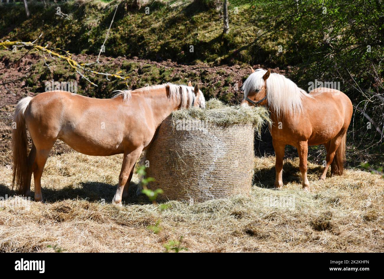 Feed horses with a hay ball Stock Photo Alamy