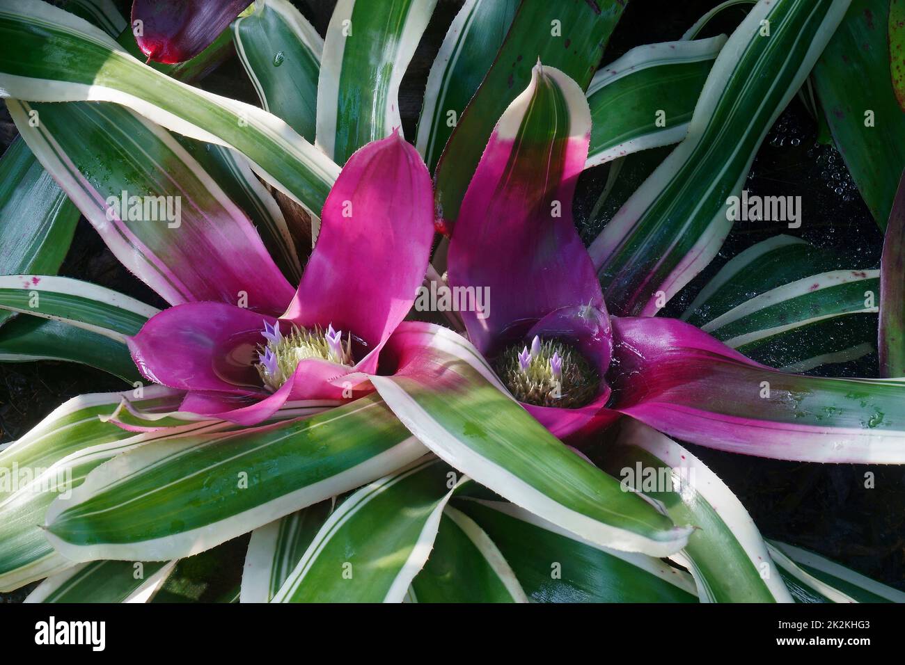 Close-up image of Blushing bromeliad plant in blossom Stock Photo