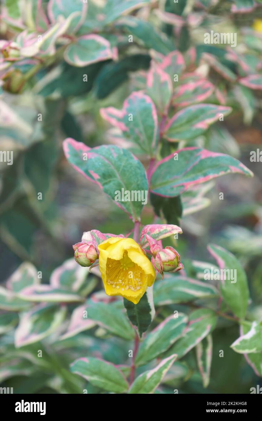 Close-up image of Tricolor St. Johns wort flower and foliage Stock Photo