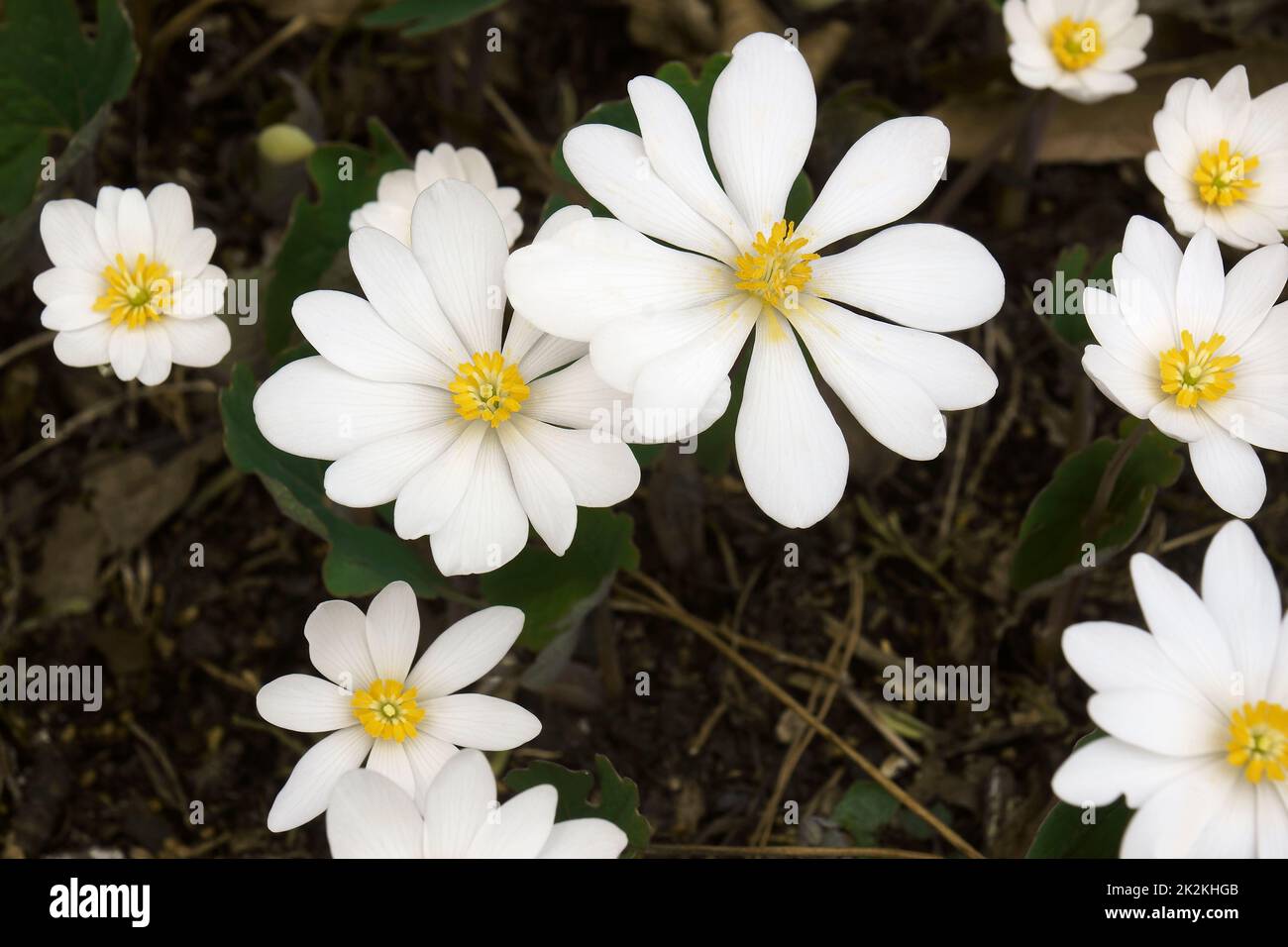 Close-up image of Bloodroot flowers Stock Photo