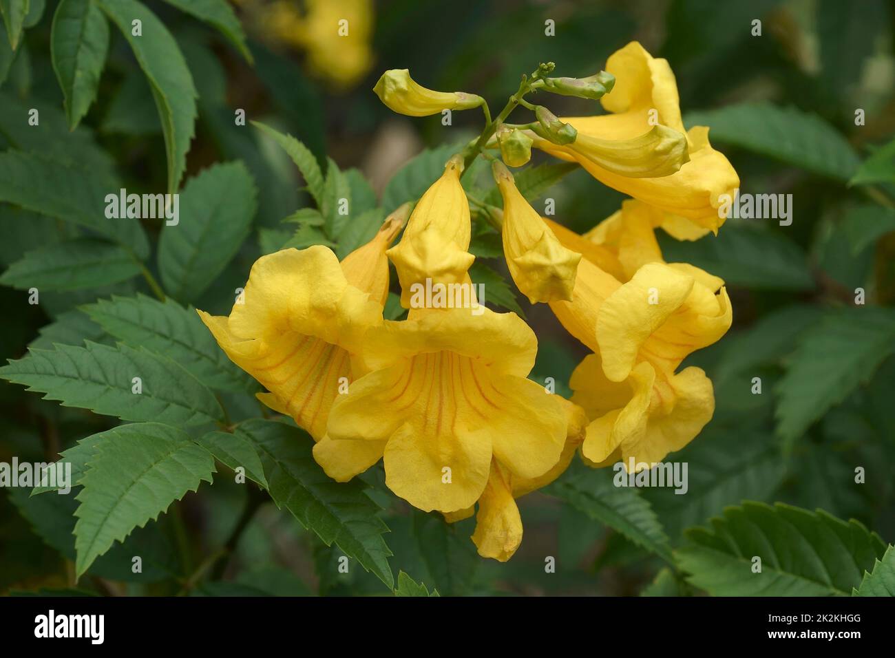 Close-up image of Yellow trumpetbush flowers Stock Photo