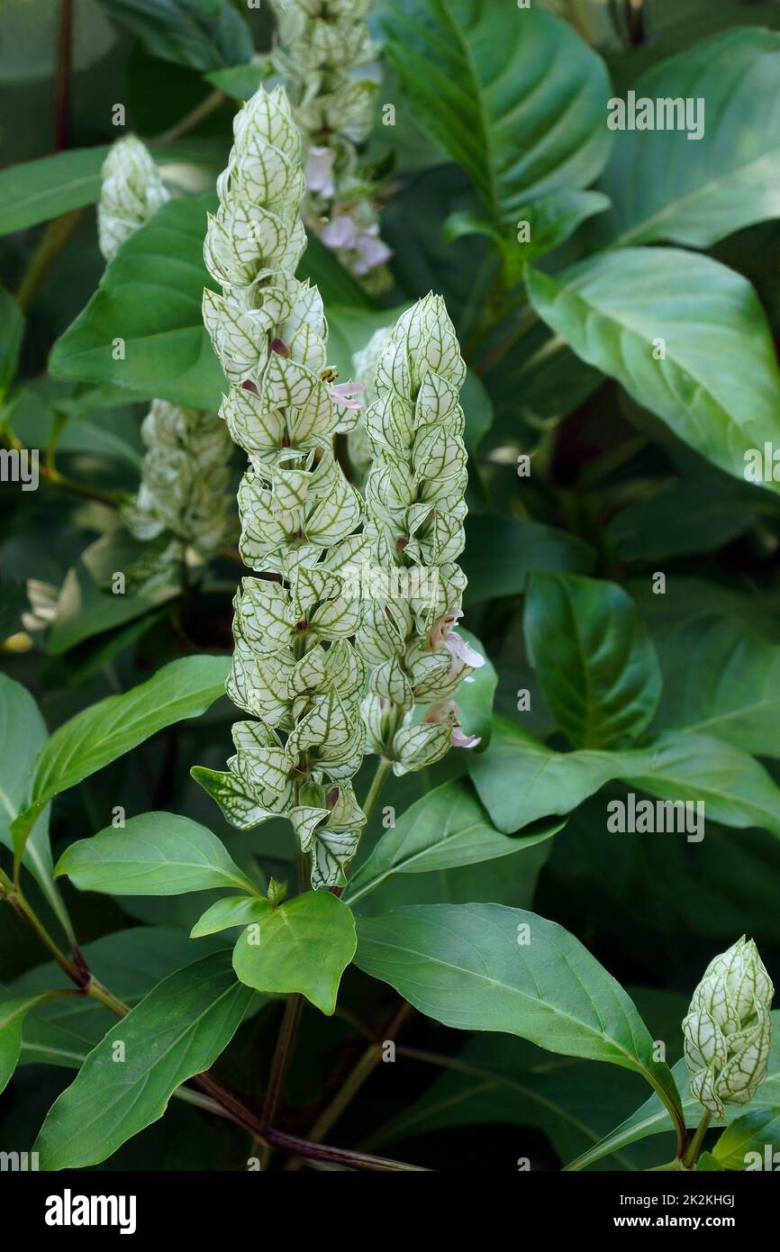 Close-up image of Squirrel's tail plants in blossom Stock Photo