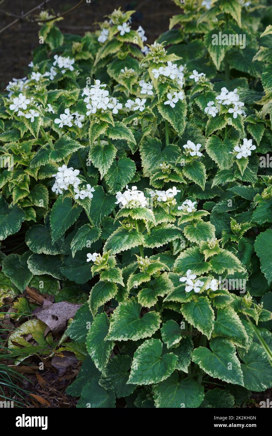 Honesty lunaria annua brassicaceae hires stock photography and images