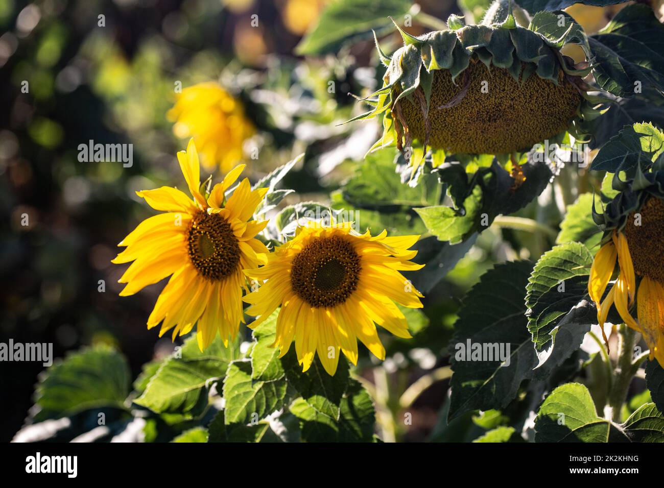 Wilted Sunflowers on a sunny day at the beginning of autumn Stock Photo