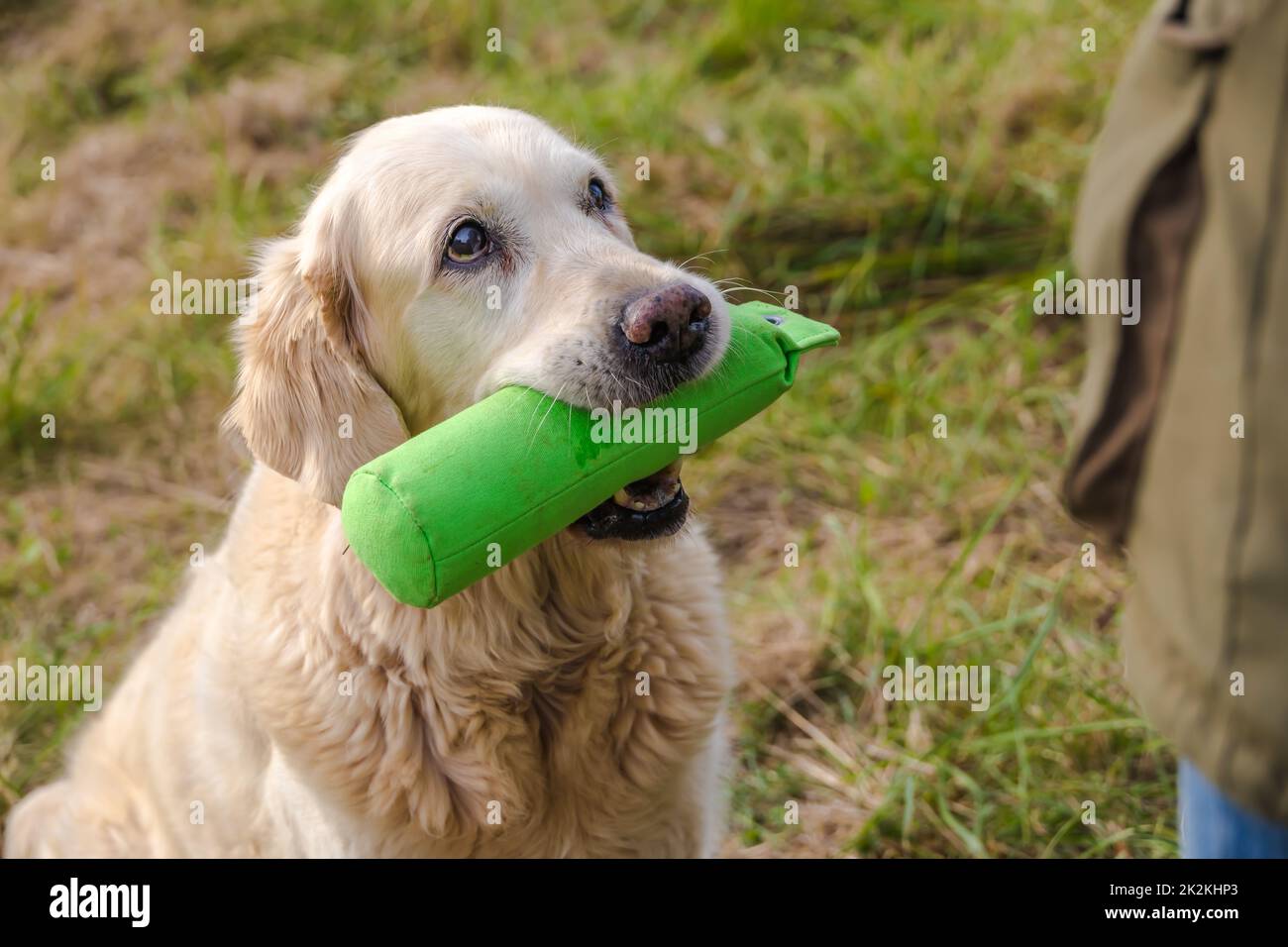 Portrait from old senior Golden Retriever with green Dummy Stock Photo