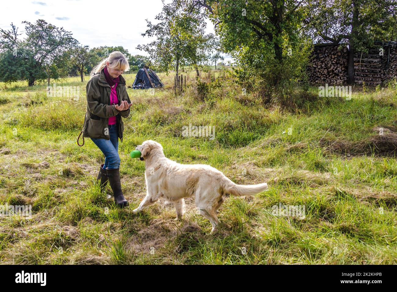 Female Dog Trainer trains Golden Retriever Stock Photo
