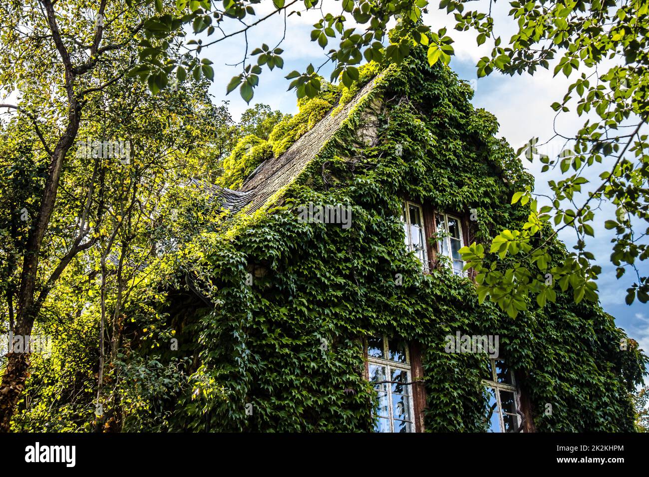 House overgrown with ivy Stock Photo