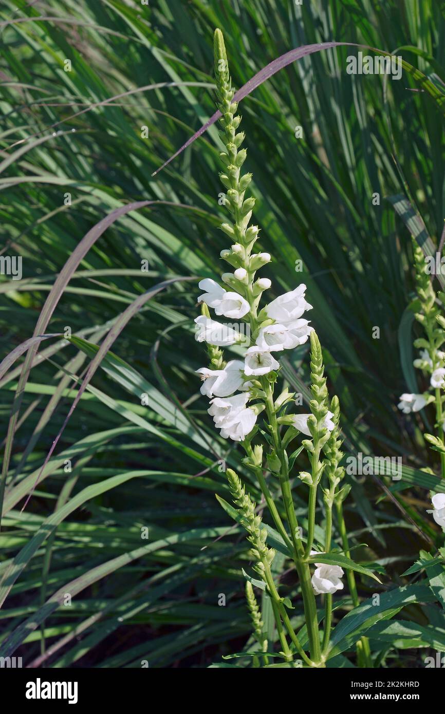 Obedient Plant in blossom Stock Photo