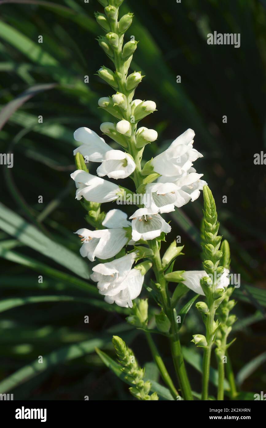 Close-up image of Obedient flowers Stock Photo