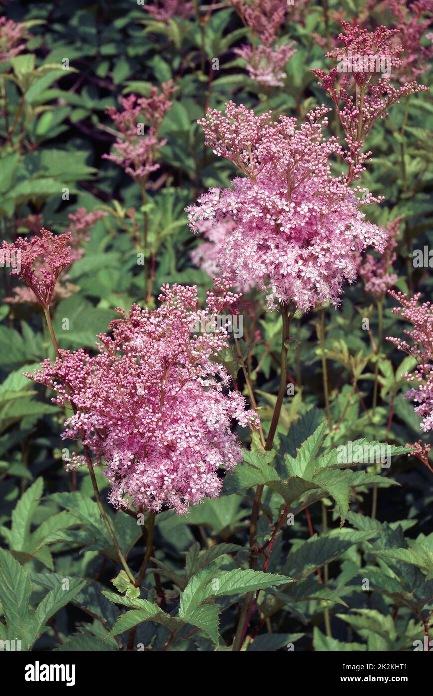 Close-up image of Queen of the prairie plant in blossom Stock Photo