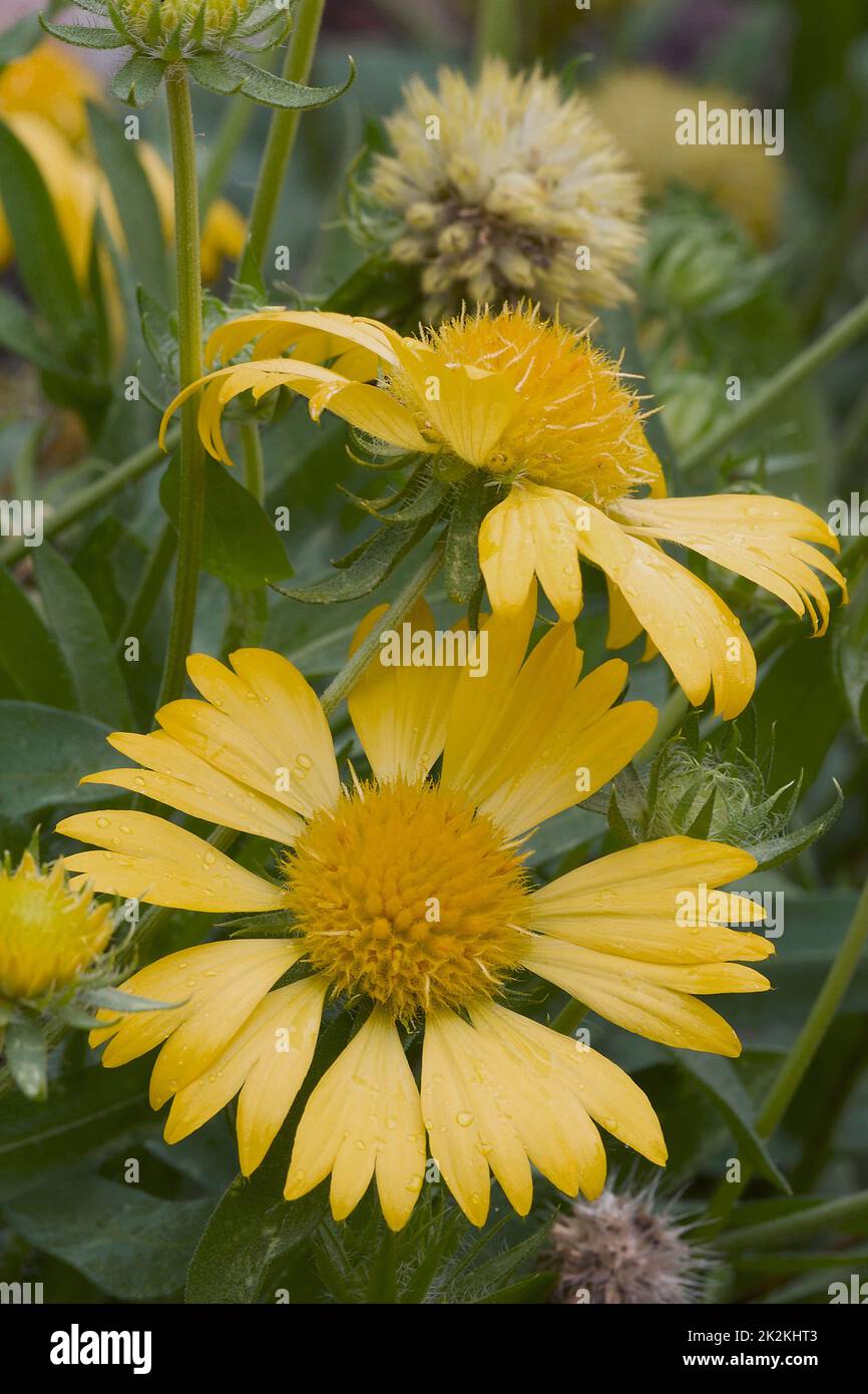 Close-up image of Golden crownbeard fkowers Stock Photo