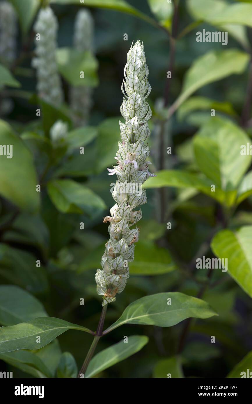 Close-up image of Squirrel's tail plants in blossom Stock Photo