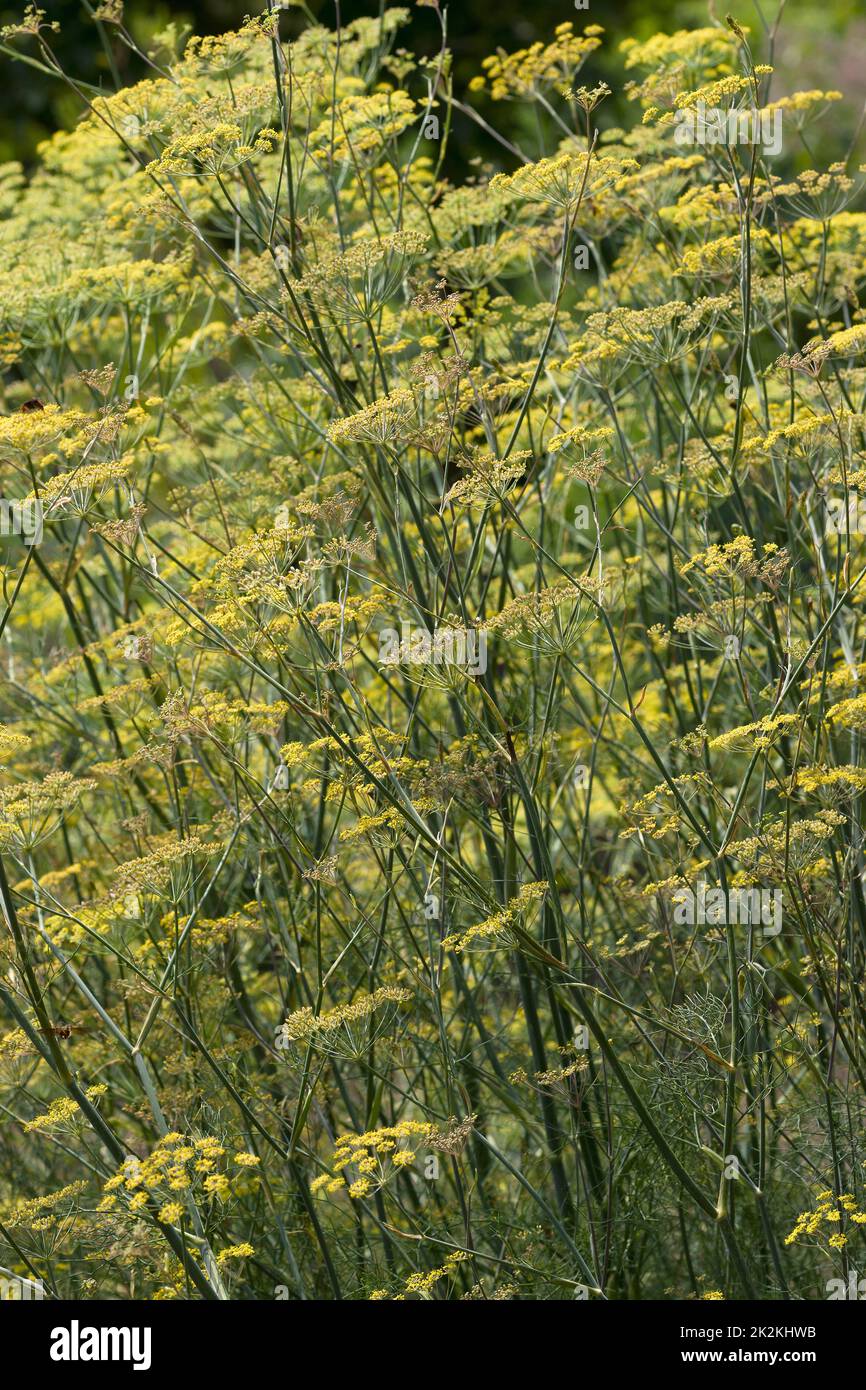 Closeup image of Common fennel plants in blossom Stock Photo Alamy