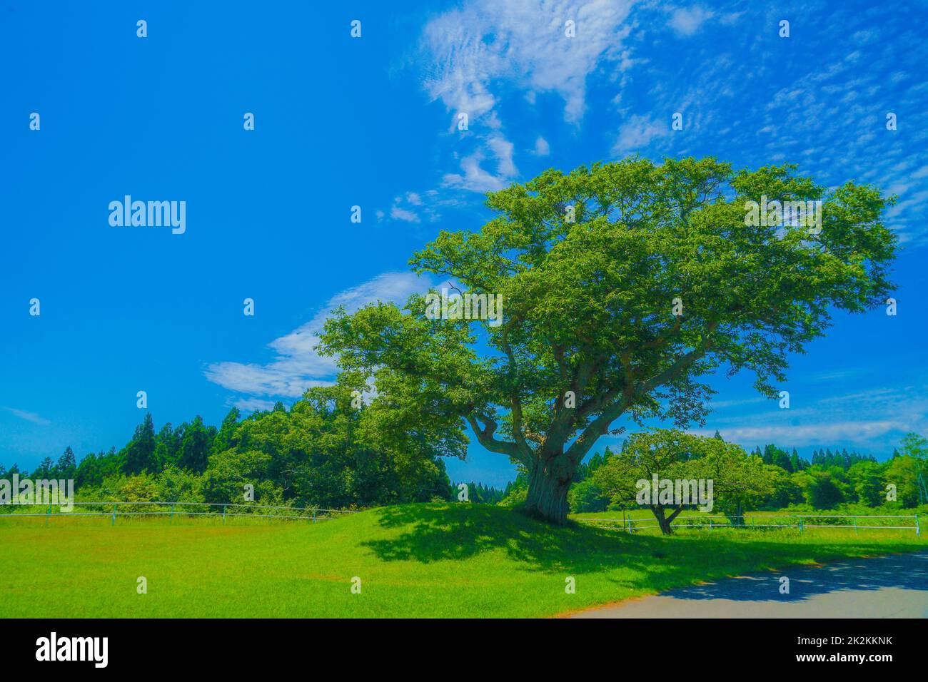 Great tree and fine weather sky Stock Photo