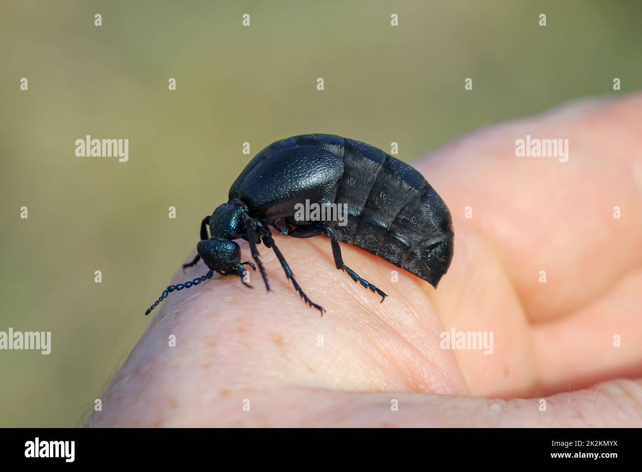 Portrait of a black blue oil beetle. These beetles are poisonous and