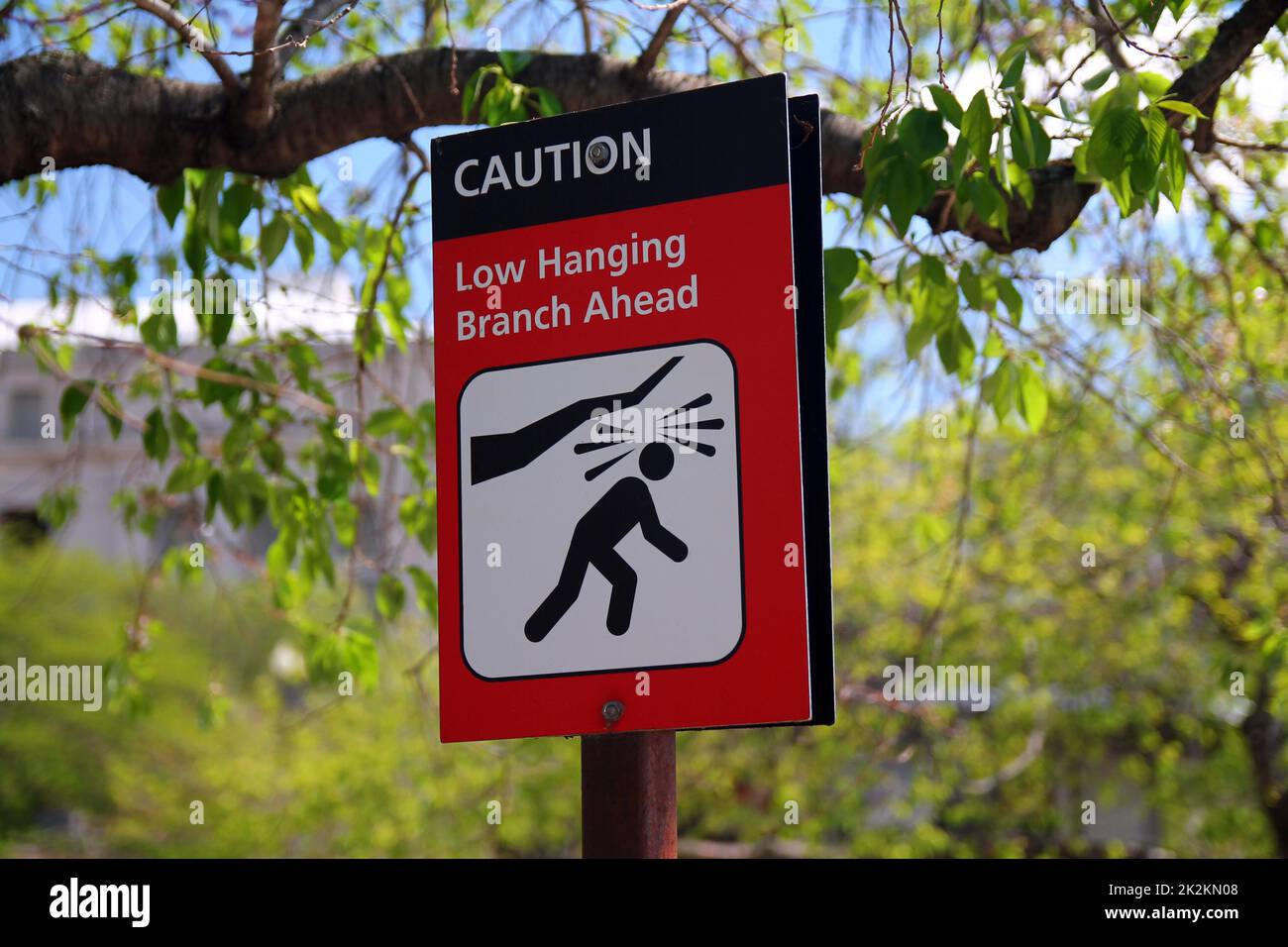 Caution, low hanging branch ahead red and white sign with icon representation Stock Photo