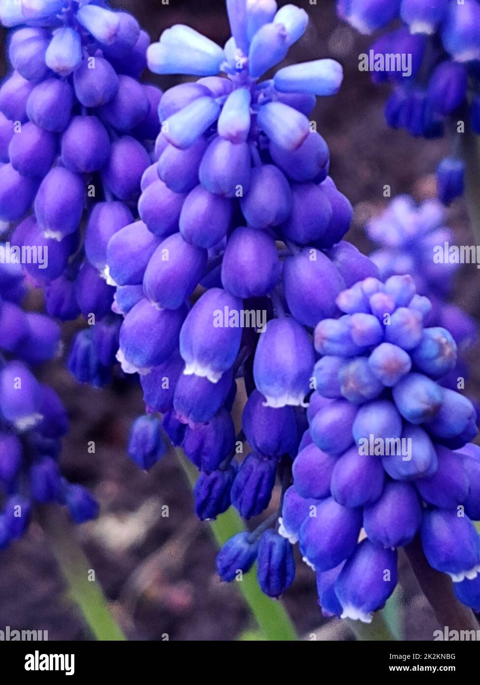 Muscari armenian closeup Stock Photo - Alamy