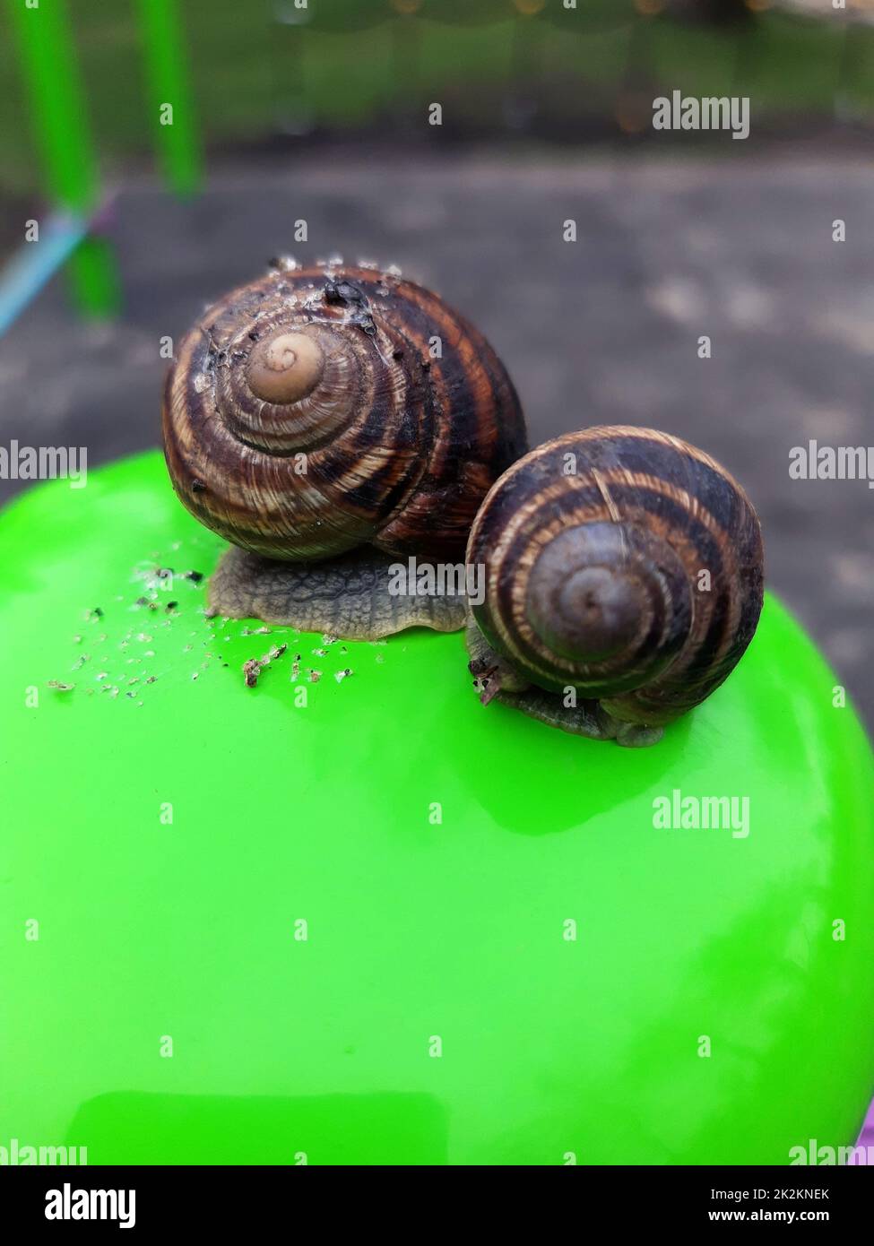 Grape snails close up Stock Photo Alamy