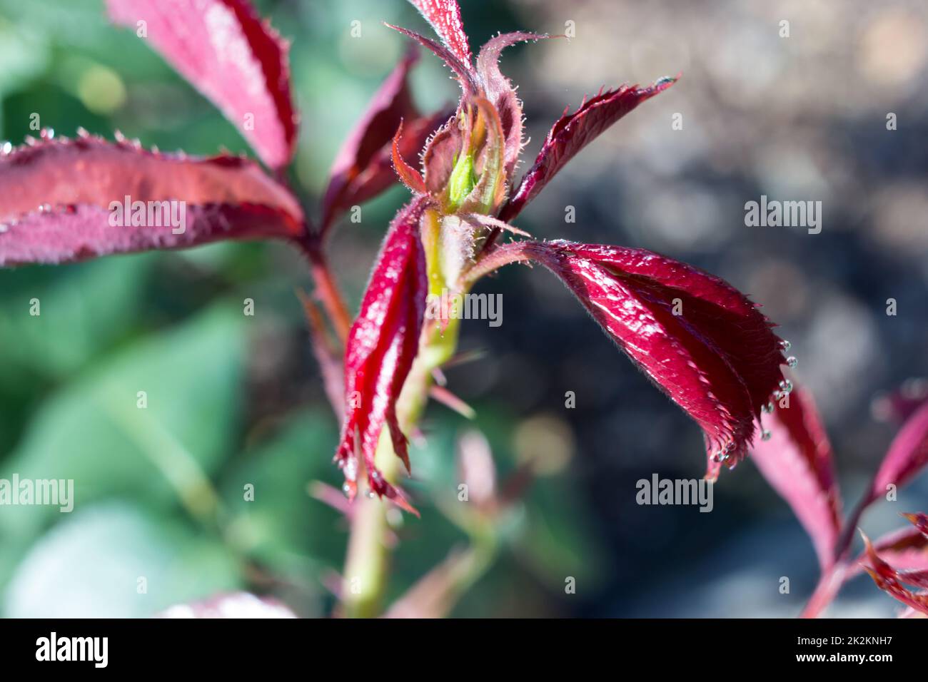 White rose with drops hi-res stock photography and images - Alamy