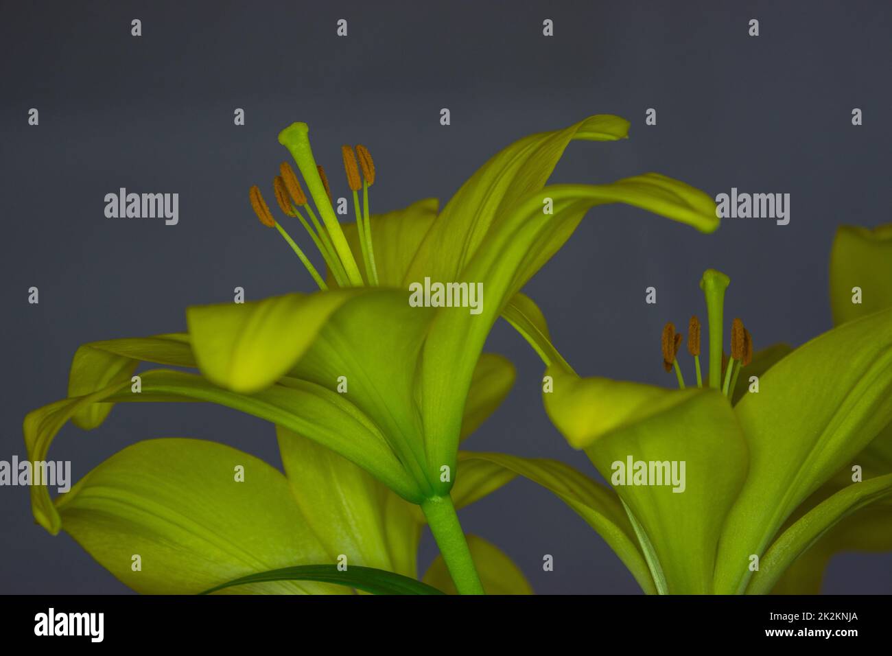 Yellow lily hi-res stock photography and images - Alamy