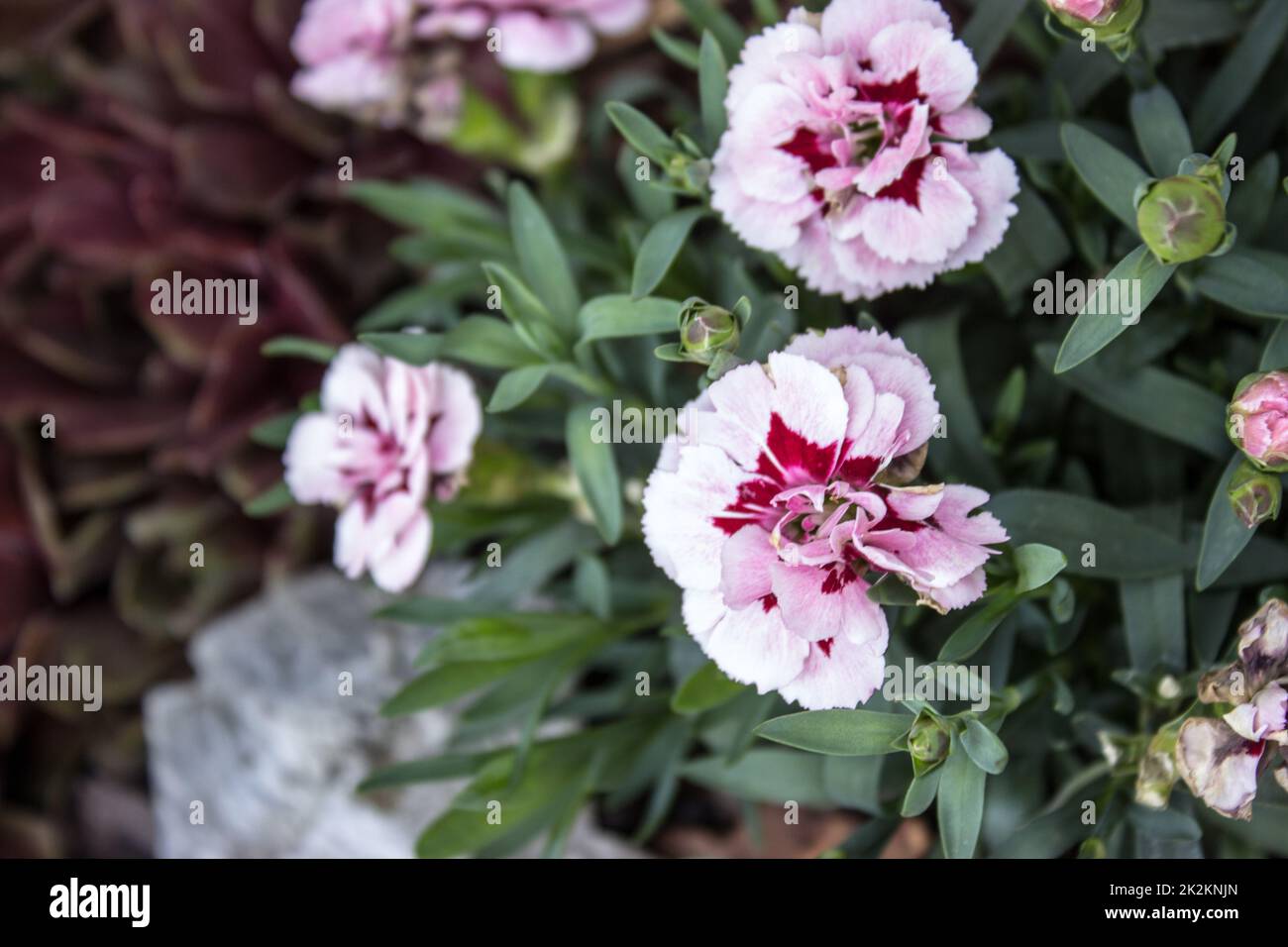 White dianthus caryophillus with red center Stock Photo