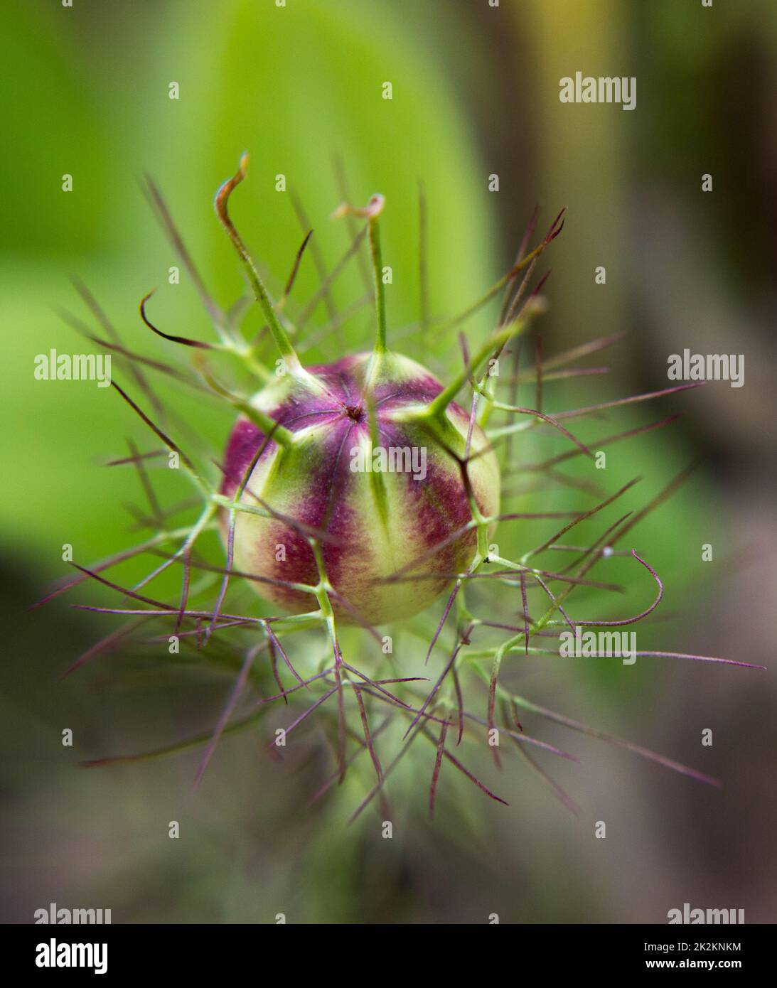 Cumin leaves hires stock photography and images Alamy