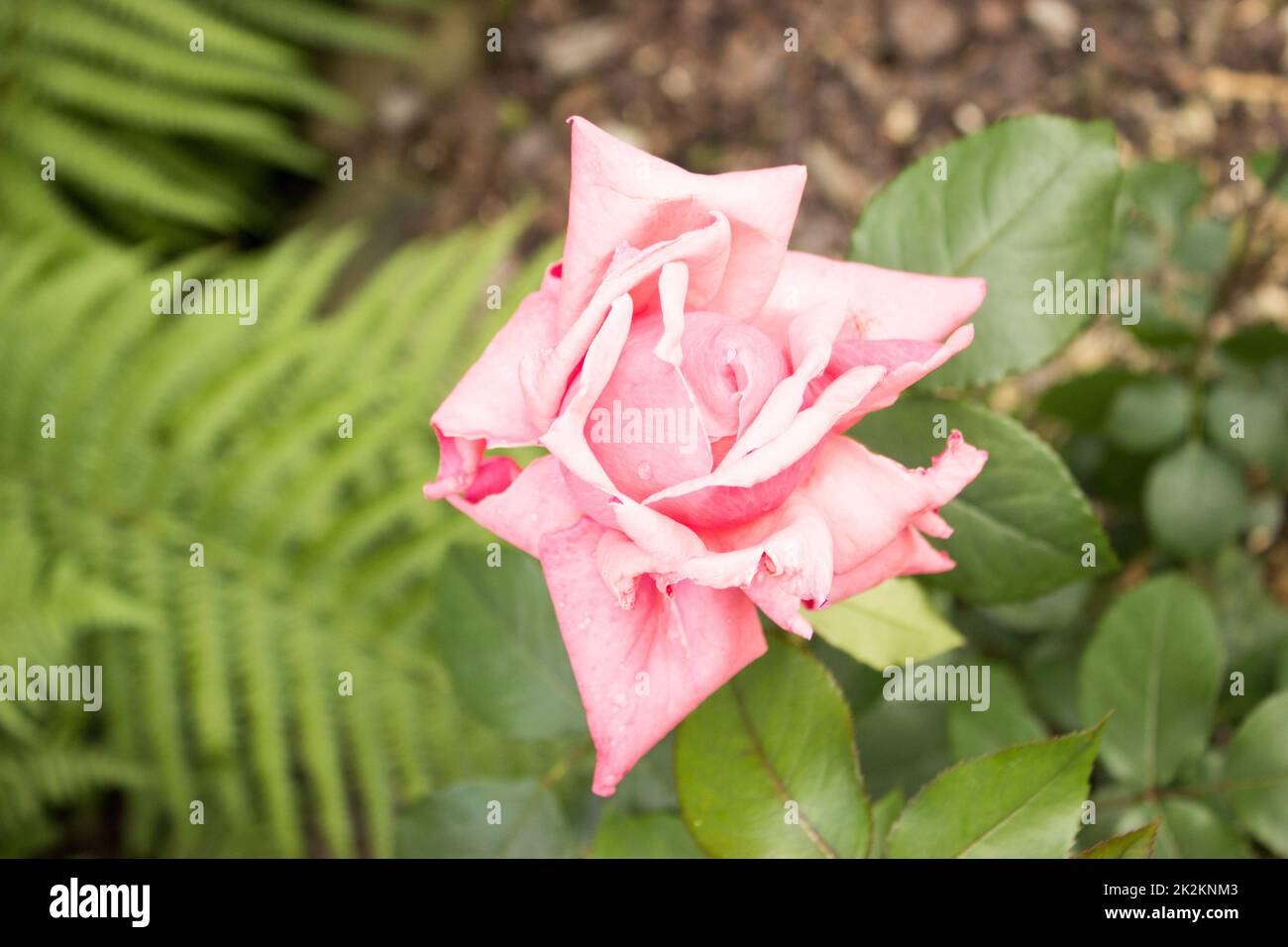 Beautiful pink rose in the garden Stock Photo - Alamy