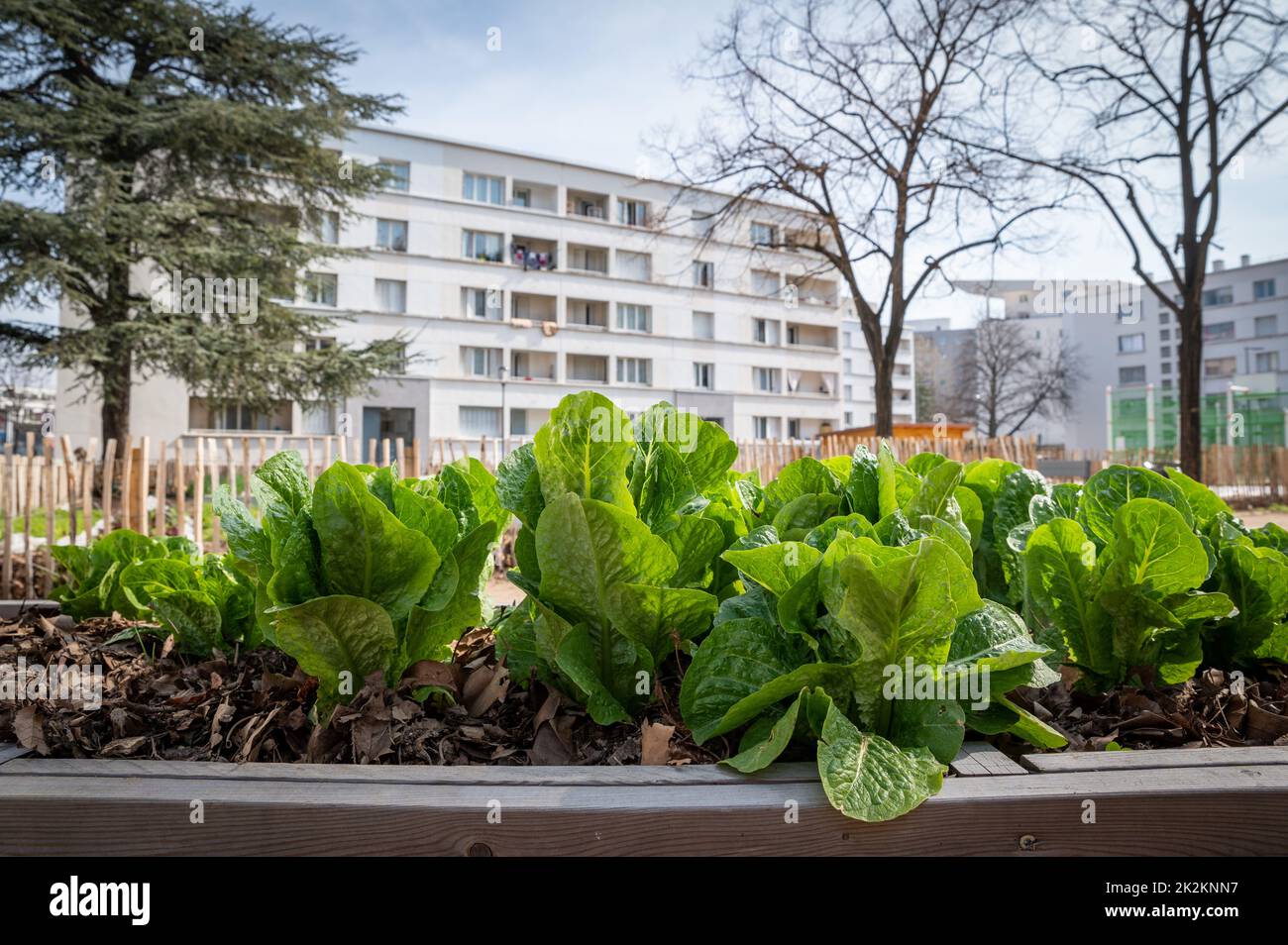 Gardening vegetable container in a city Stock Photo