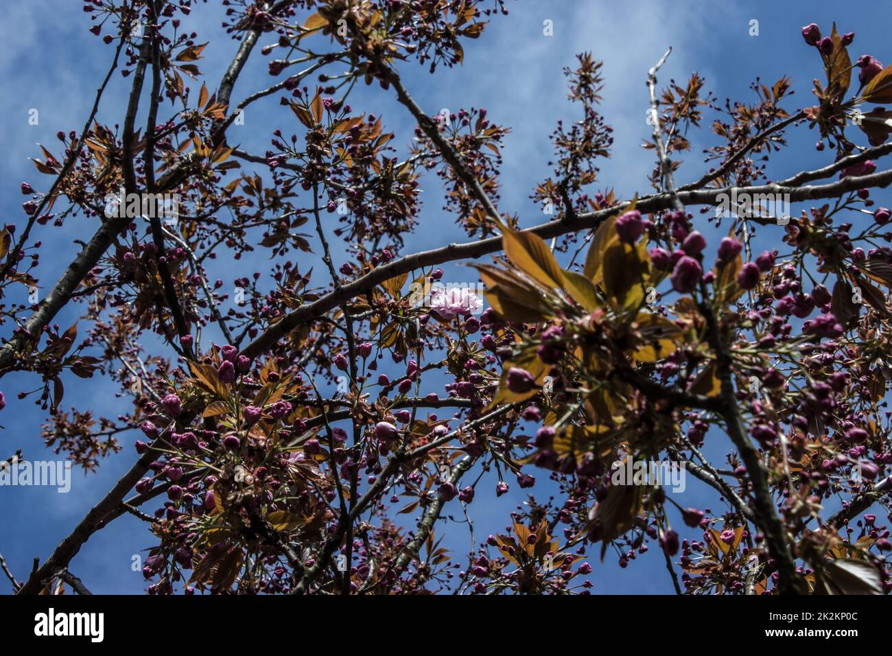 The first spring flowers of magnolia Stock Photo - Alamy