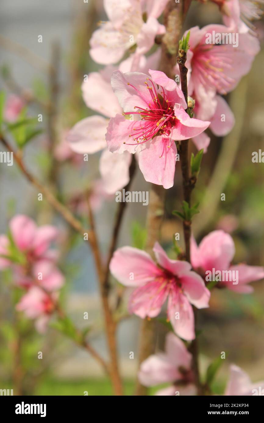 Peach Tree with Pink Blossoms and Bee Close up Stock Photo
