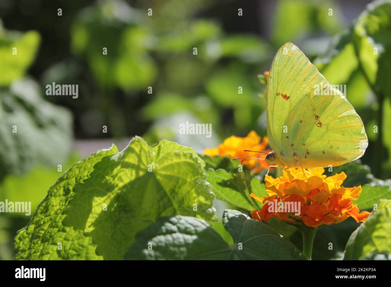 Orange Sulphur Butterfly, Colias erythrocyte, on orange Lantana Stock Photo