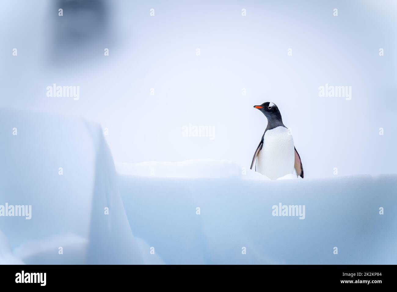 Gentoo penguin stands on iceberg facing camera Stock Photo