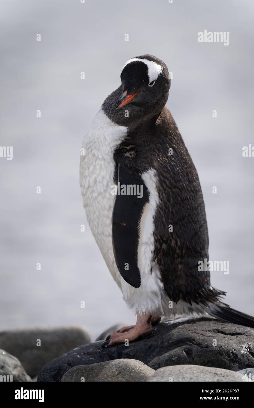 Gentoo penguin stands on rock eyeing camera Stock Photo