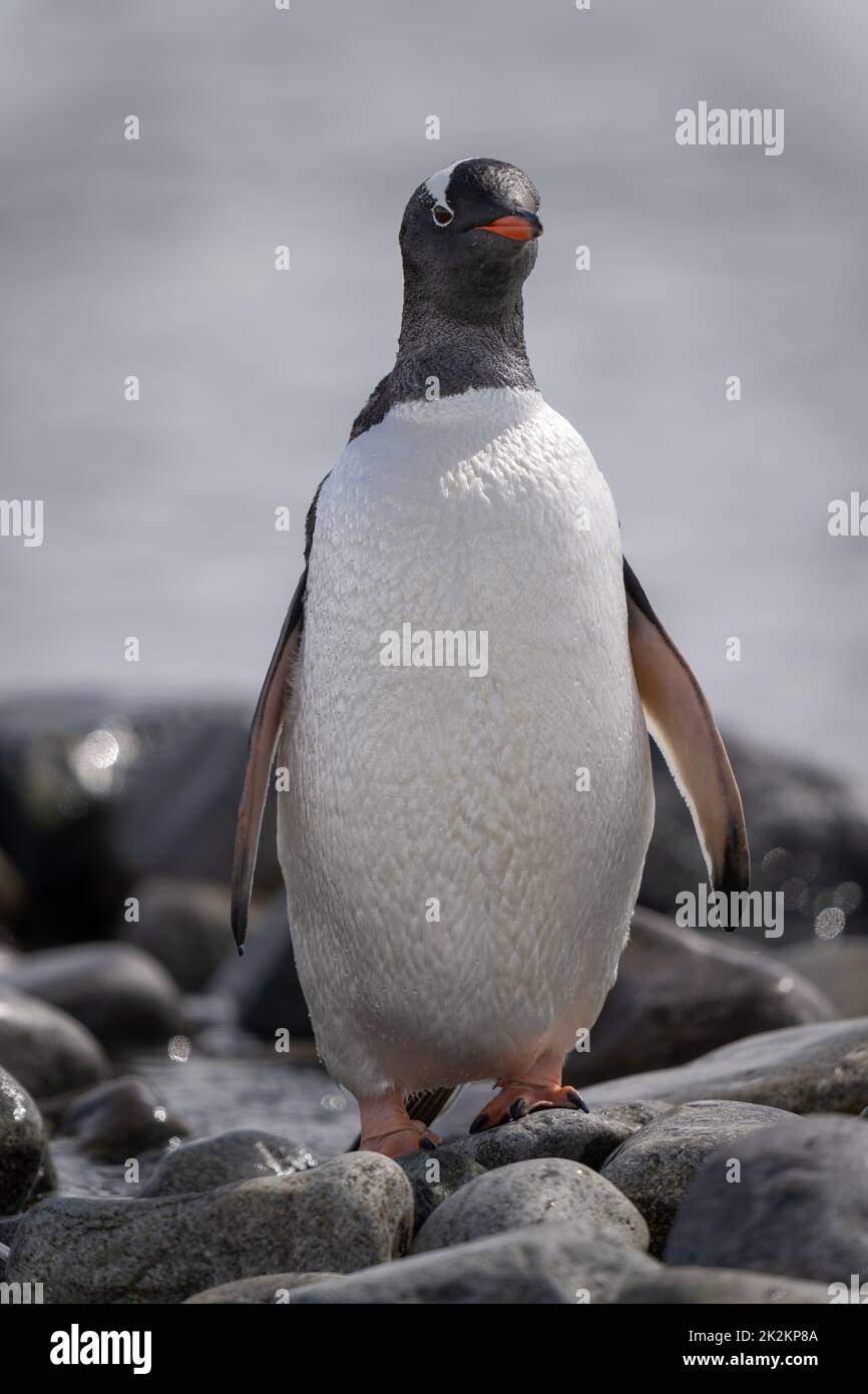 Gentoo penguin stands on rock facing camera Stock Photo