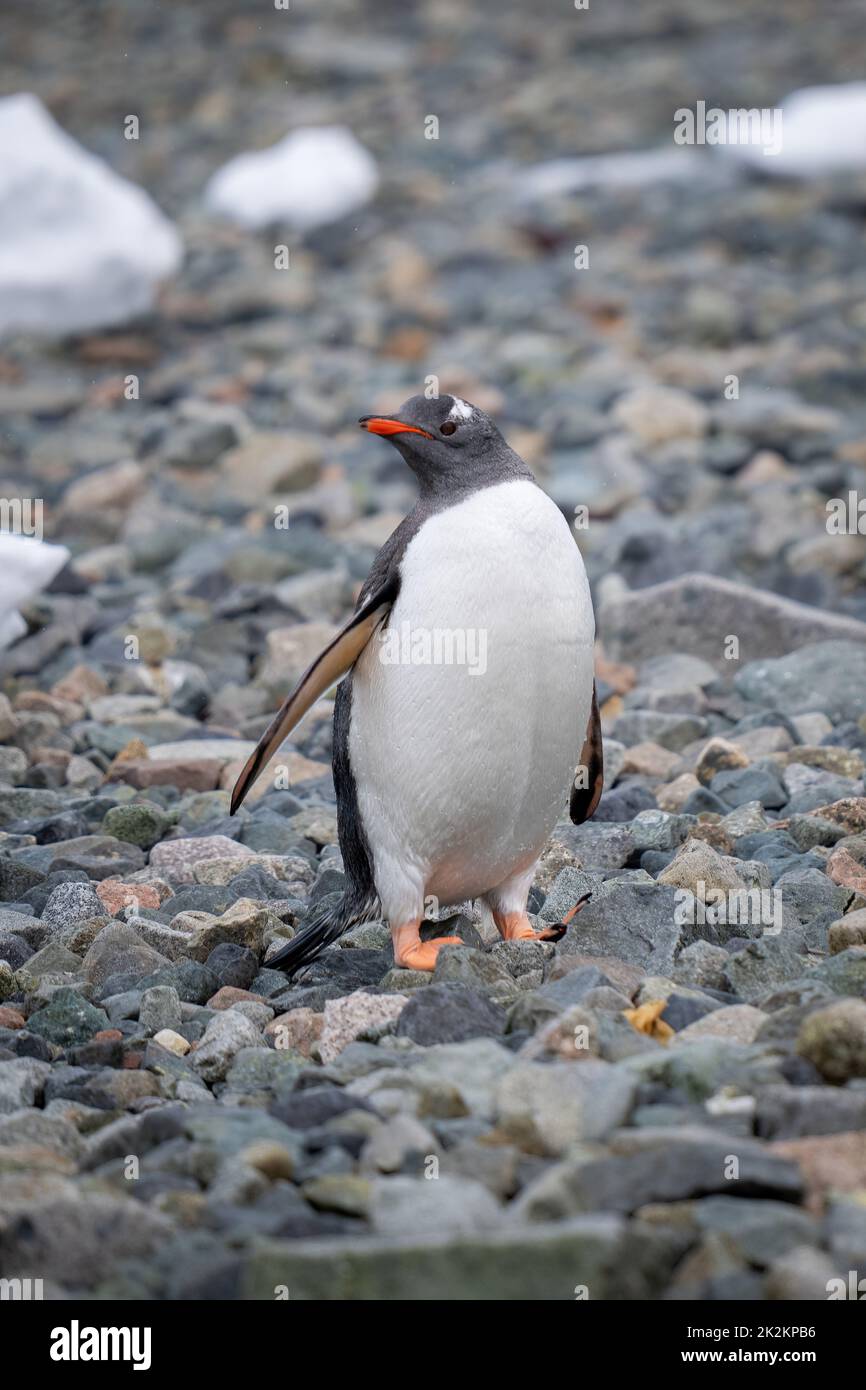 Gentoo penguin stands on shingle eyeing camera Stock Photo